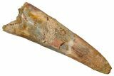 Fossil Pterosaur (Siroccopteryx) Tooth - Morocco #354864-1